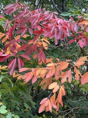 Sassafras albidum: Herkunft und Verwendung — Foto 3