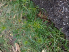 Dyssodia tagetiflora