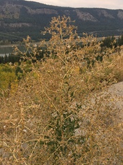 Lactuca serriola