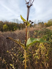 Silphium integrifolium
