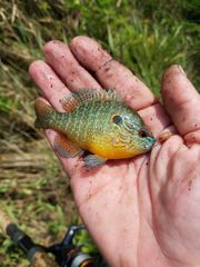 Lepomis peltastes