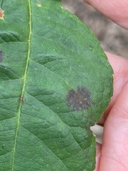 Diplocarpon rosae
