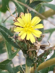 Lactuca serriola