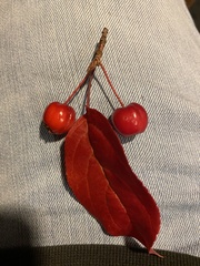 Aronia arbutifolia