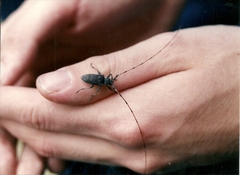 Acanthocinus aedilis