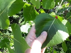 Pemphigus obesinymphae