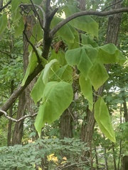 Acer nigrum