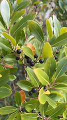 Ilex glabra