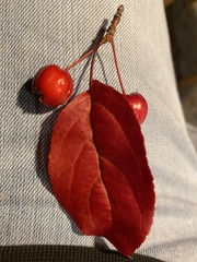 Aronia arbutifolia