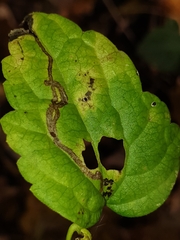 Phytomyza loewii
