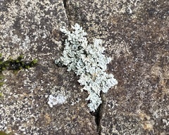 Myelochroa aurulenta