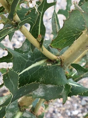 Lactuca serriola
