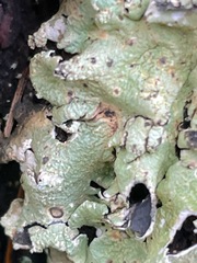 Flavoparmelia caperata