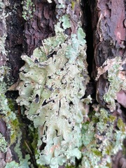 Flavoparmelia caperata