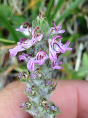 Pedicularis attollens