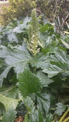 Acanthus