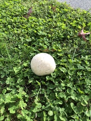 Calvatia