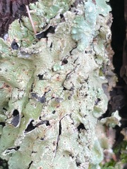 Flavoparmelia caperata