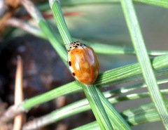 Harmonia quadripunctata