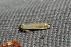 Holcocera immaculella