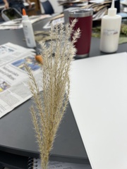 Miscanthus