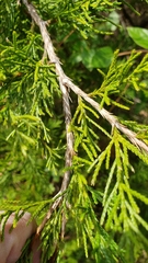 Chamaecyparis thyoides