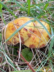 Suillus americanus