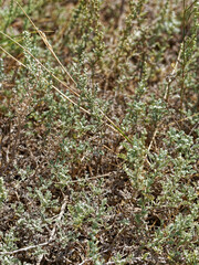 Artemisia caerulescens gallica