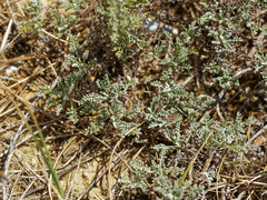 Artemisia caerulescens gallica