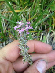 Pedicularis attollens