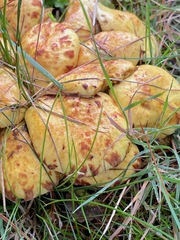 Suillus americanus