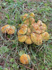 Suillus americanus