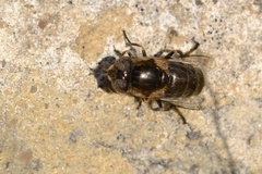 Eristalinus aeneus