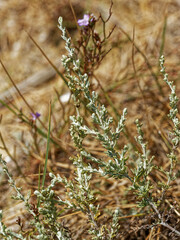 Artemisia caerulescens gallica