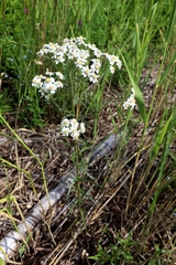 Achillea ptarmica