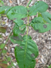 Diplocarpon rosae
