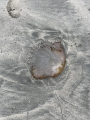 Chrysaora fuscescens