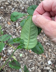 Diplocarpon rosae