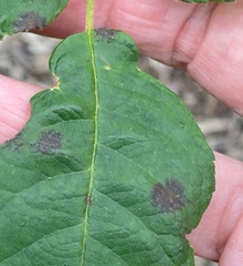 Diplocarpon rosae