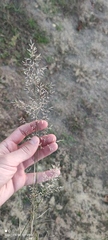 Eragrostis minor