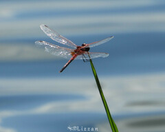 Celithemis bertha