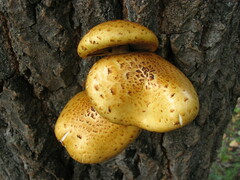 Pholiota