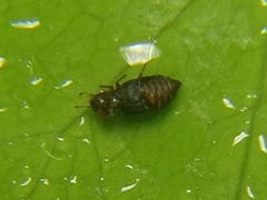 Micropeplus