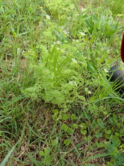 Cyclospermum leptophyllum