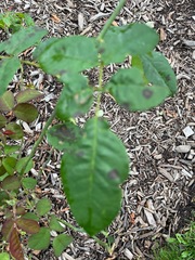 Diplocarpon rosae