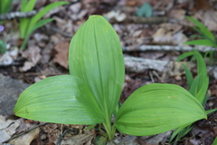 Veratrum viride