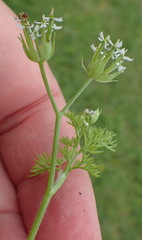 Cyclospermum leptophyllum