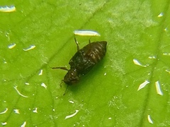 Micropeplus