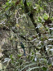 Momotus aequatorialis