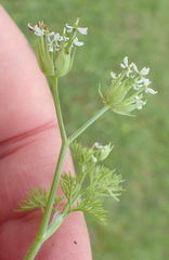 Cyclospermum leptophyllum